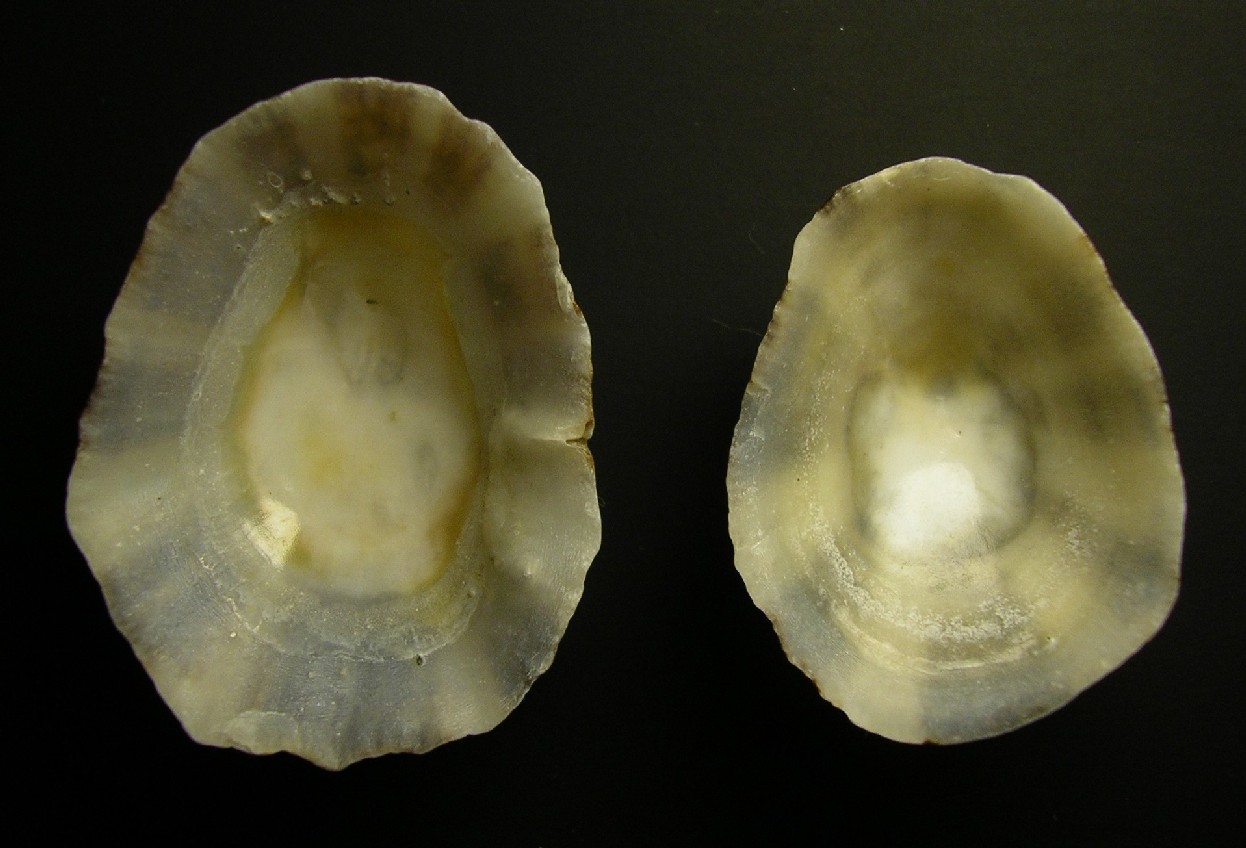 Patella ulyssiponensis var. tarentina